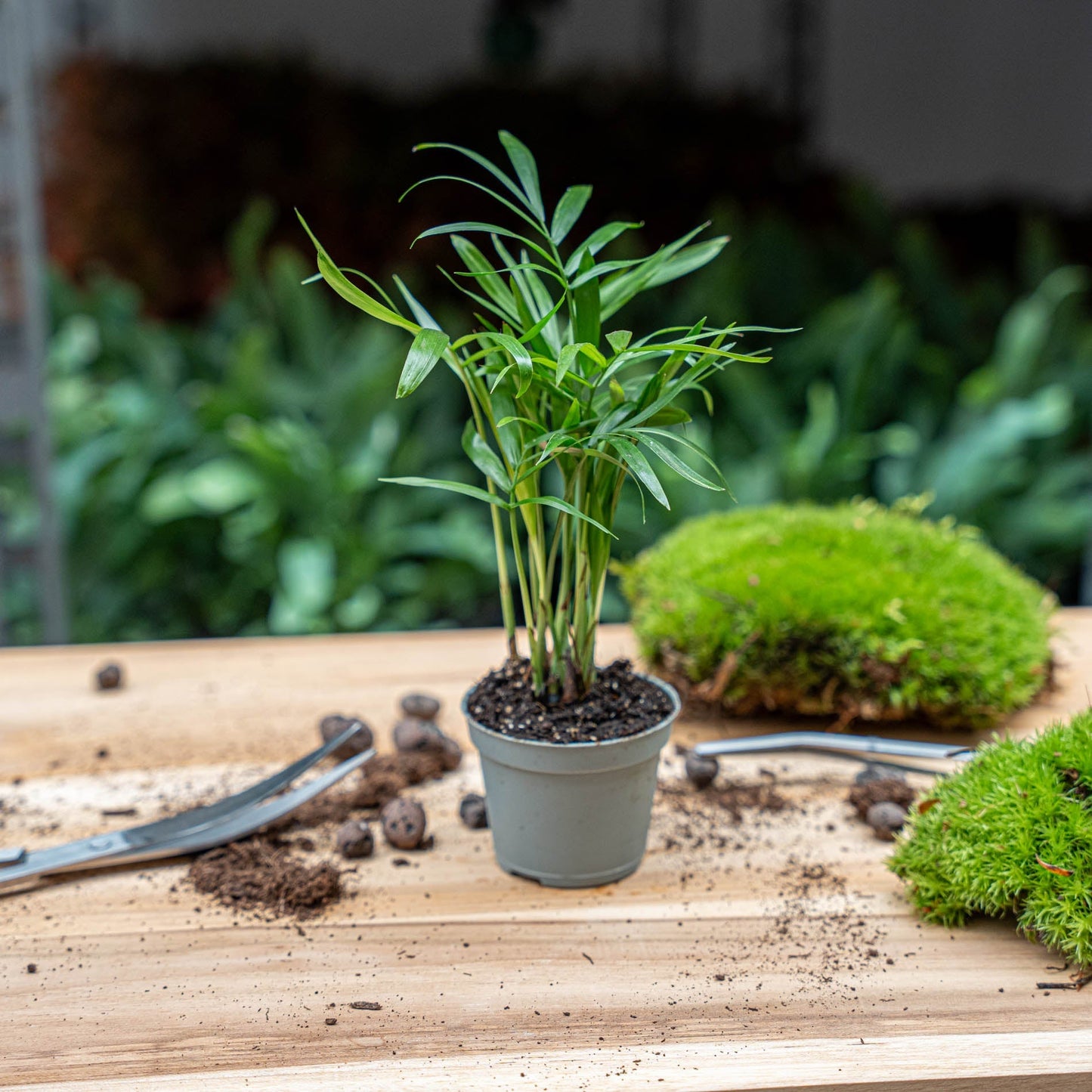 Parlour Palm - Chamaedorea Elegans 'Baby' - Terrarium Plant