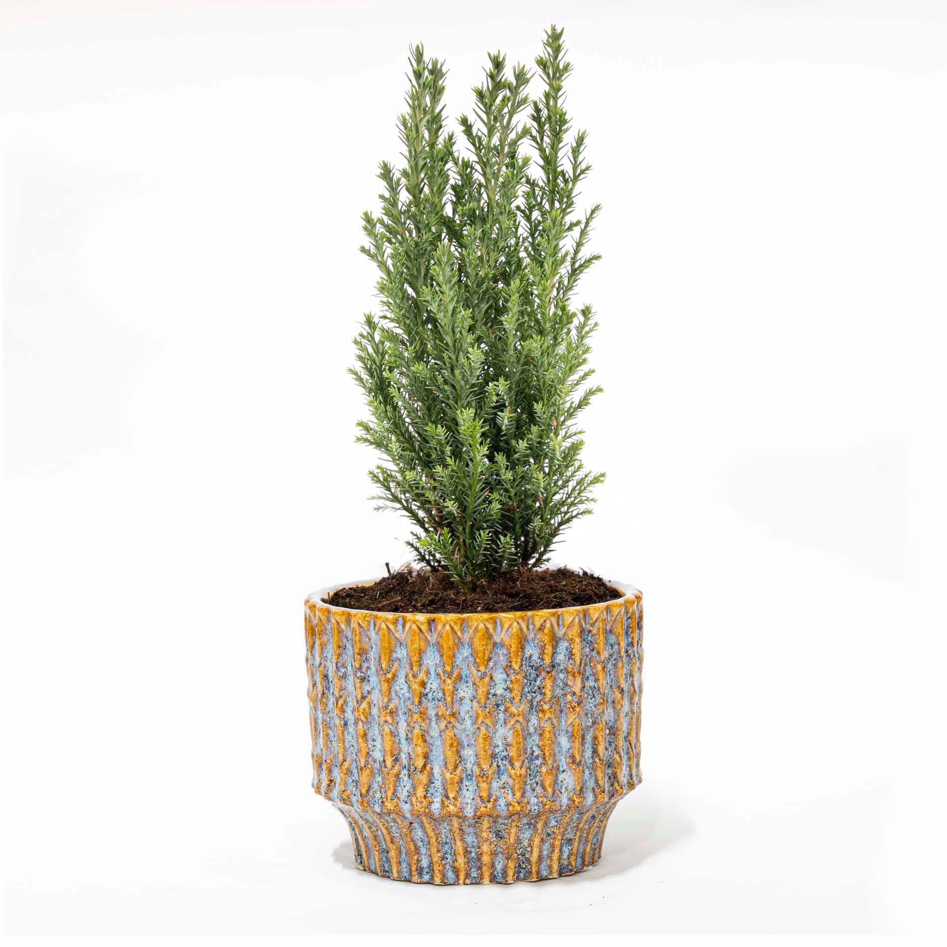 Mini Christmas Tree - Chamaecyparis - 25-30 Cm